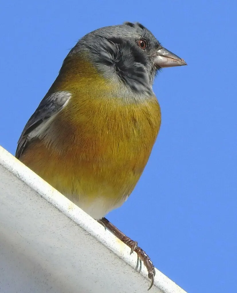灰头岭雀鹀(Phrygilus gayi)