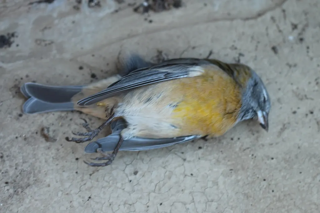 灰头岭雀鹀(Phrygilus gayi)