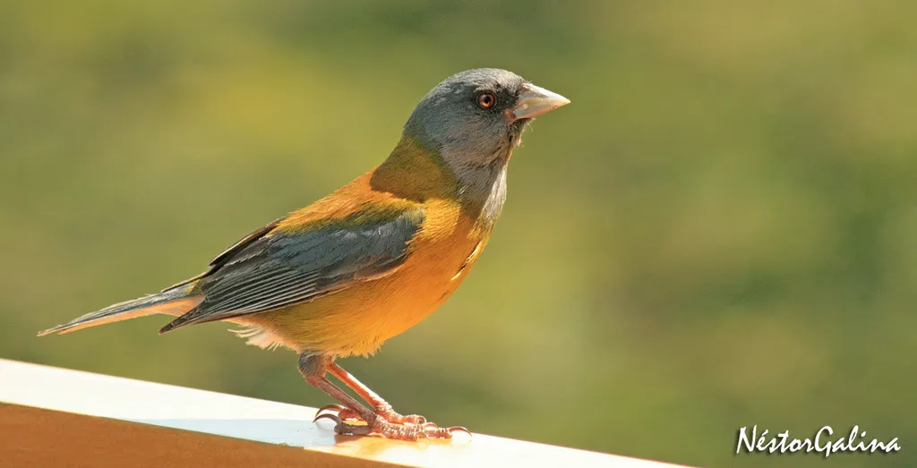 南美岭雀鹀(Phrygilus patagonicus)