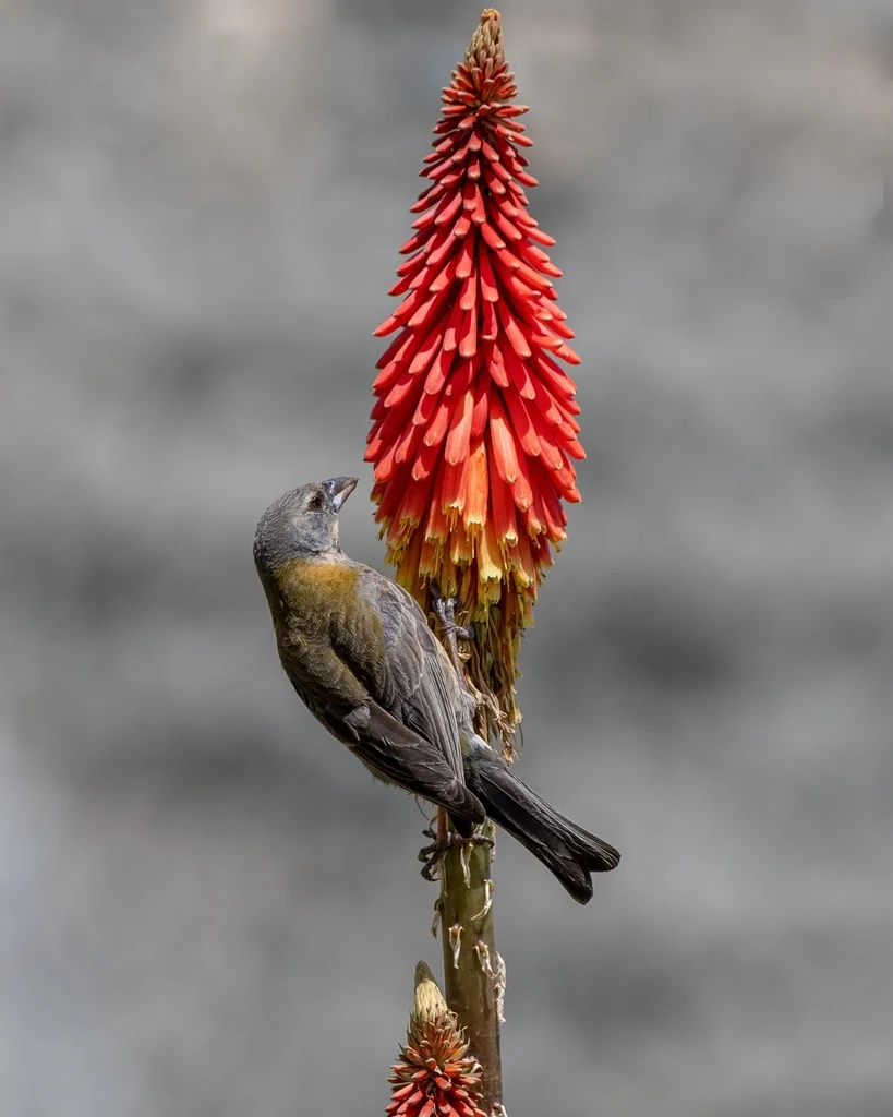 秘鲁岭雀鹀(Phrygilus punensis)