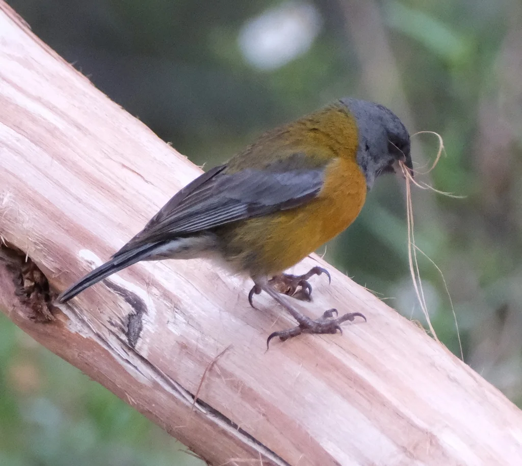 秘鲁岭雀鹀(Phrygilus punensis)
