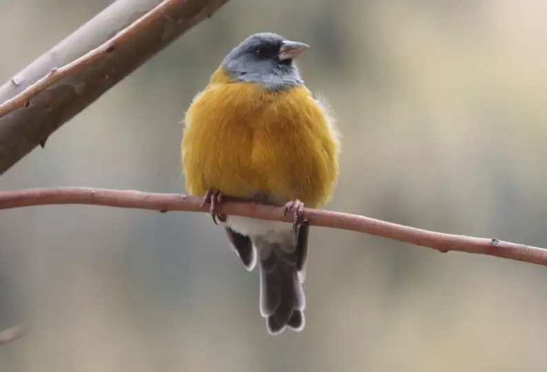 秘鲁岭雀鹀(Phrygilus punensis)