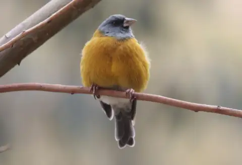 秘鲁岭雀鹀