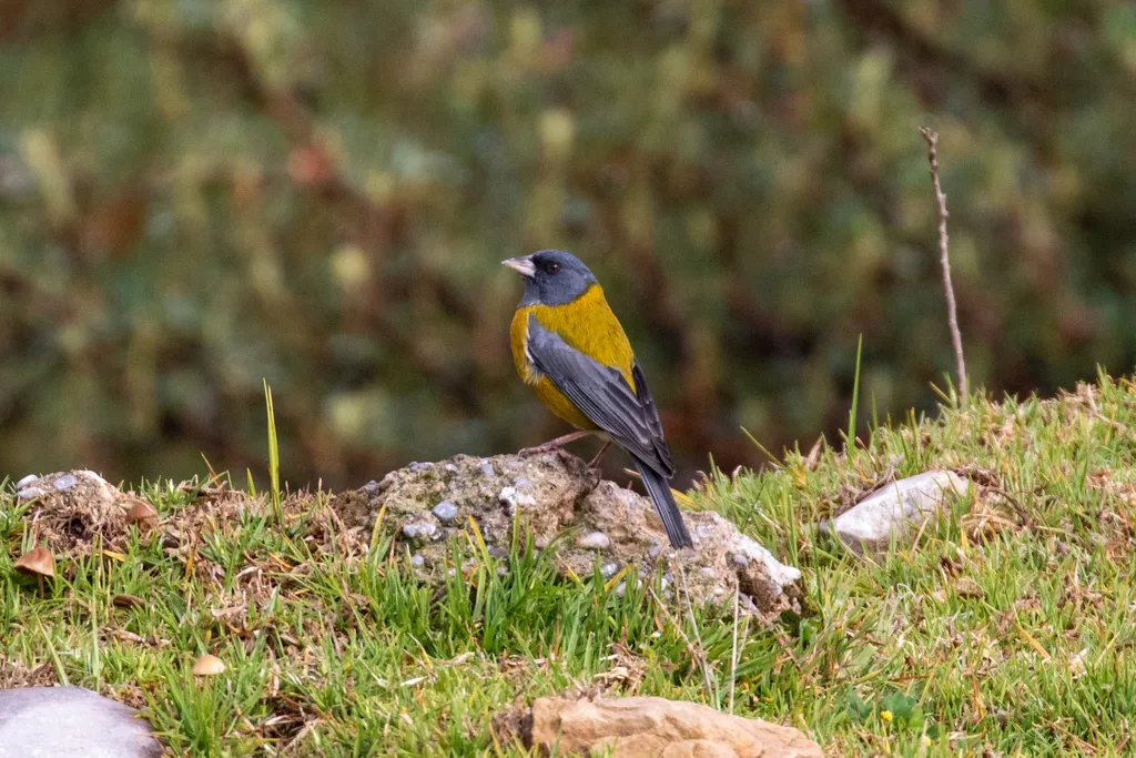 秘鲁岭雀鹀(Phrygilus punensis)