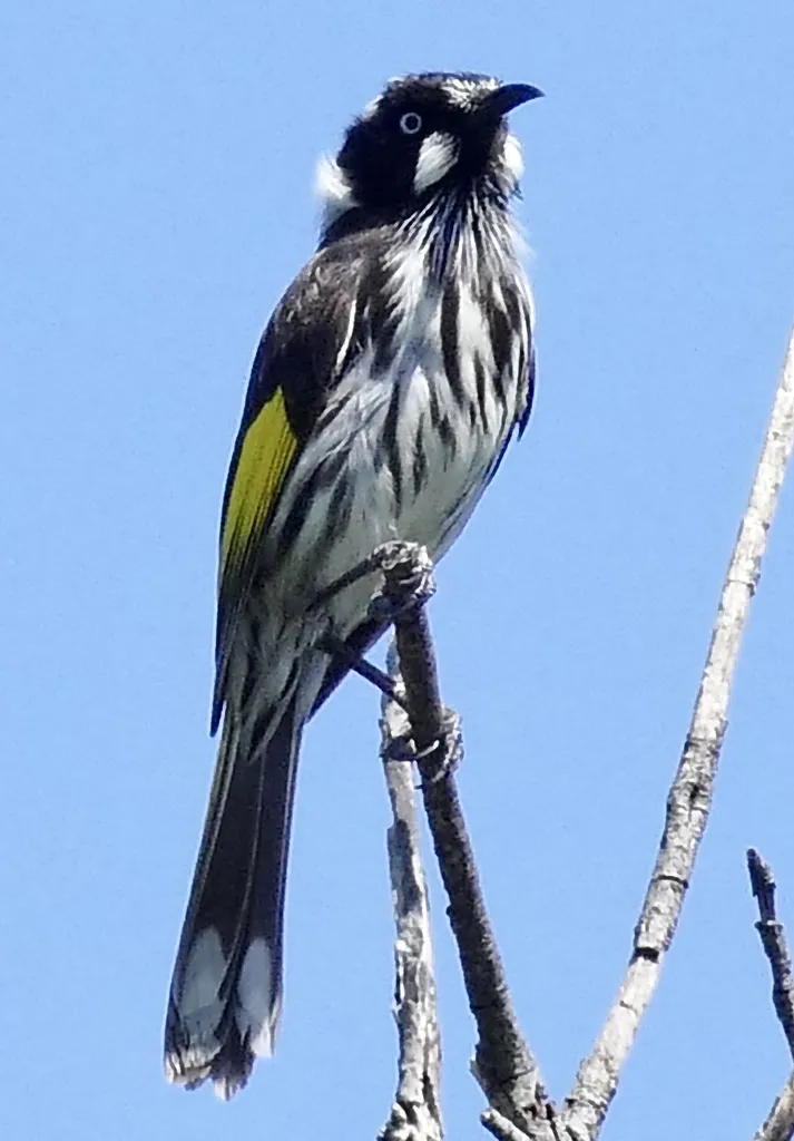 黄翅澳蜜鸟(Phylidonyris novaehollandiae)
