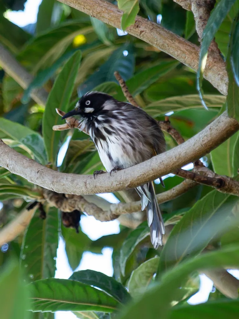 黄翅澳蜜鸟(Phylidonyris novaehollandiae)
