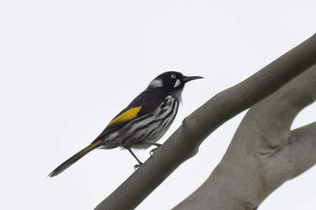 黄翅澳蜜鸟(Phylidonyris novaehollandiae)