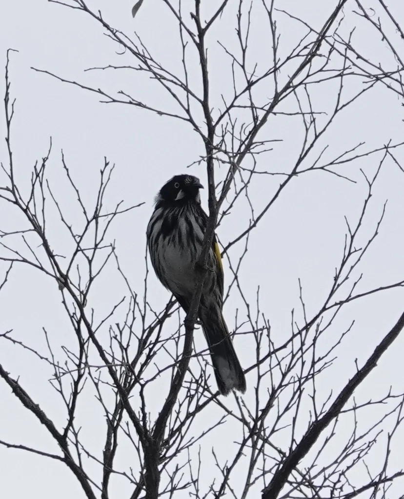 黄翅澳蜜鸟(Phylidonyris novaehollandiae)