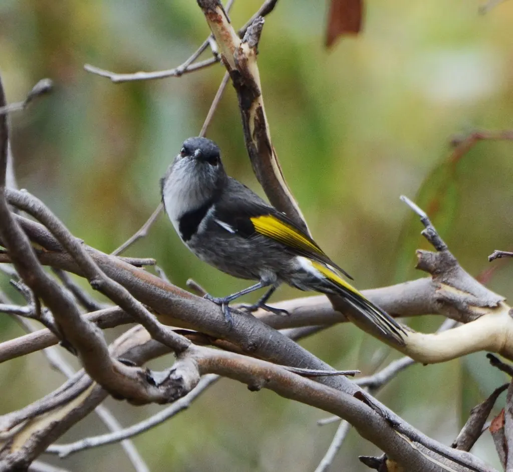 月斑澳蜜鸟（Phylidonyris pyrrhopterus）