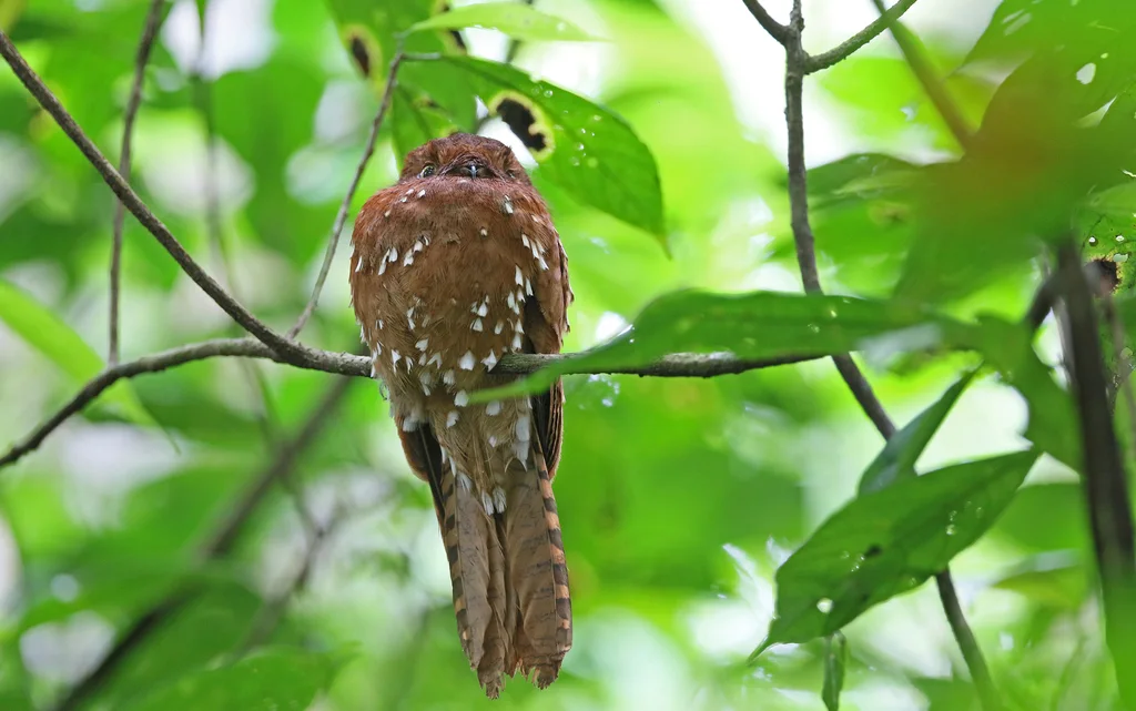 棕钩嘴夜鹰(Phyllaemulor bracteatus)