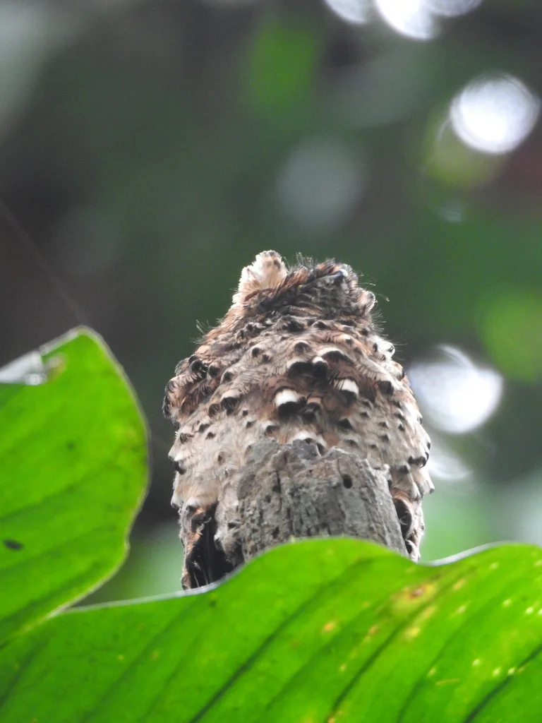 棕钩嘴夜鹰(Phyllaemulor bracteatus)