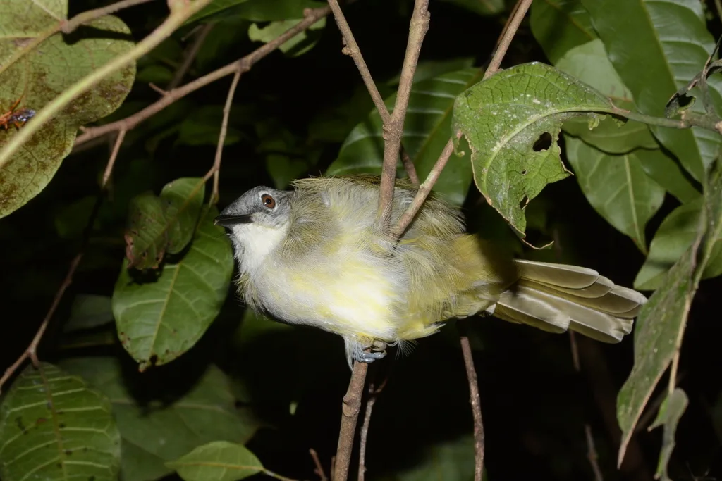 黄纹旋木鹎(Phyllastrephus flavostriatus)