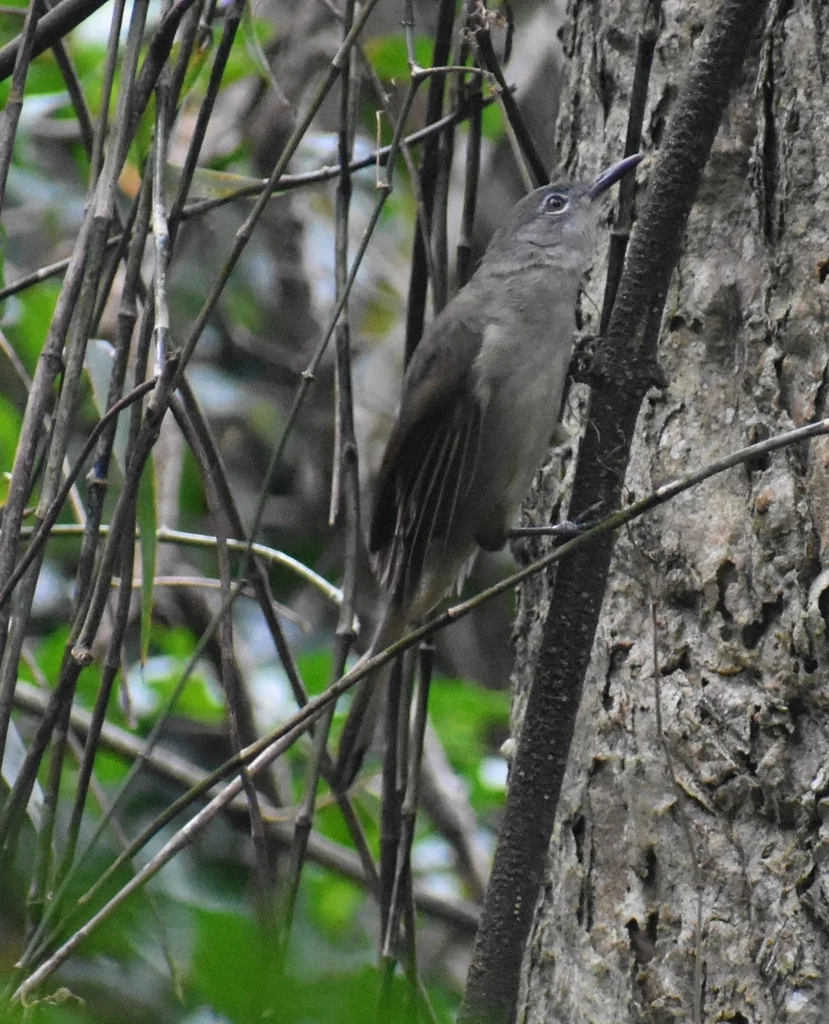 黄纹旋木鹎(Phyllastrephus flavostriatus)