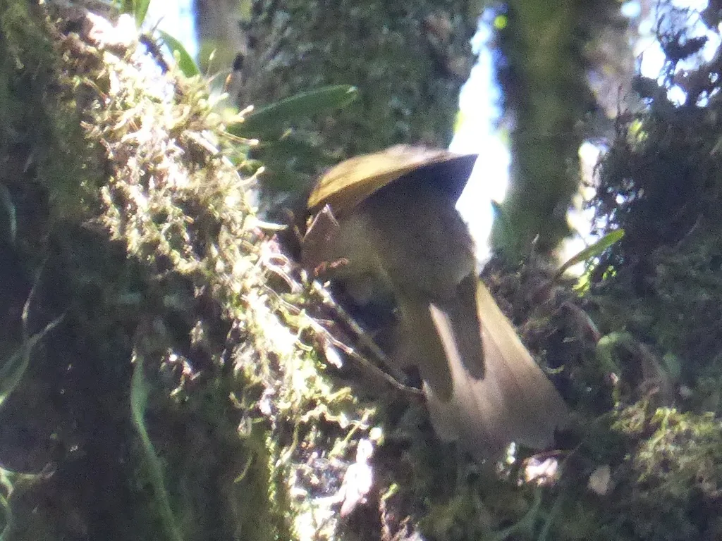 黄纹旋木鹎(Phyllastrephus flavostriatus)