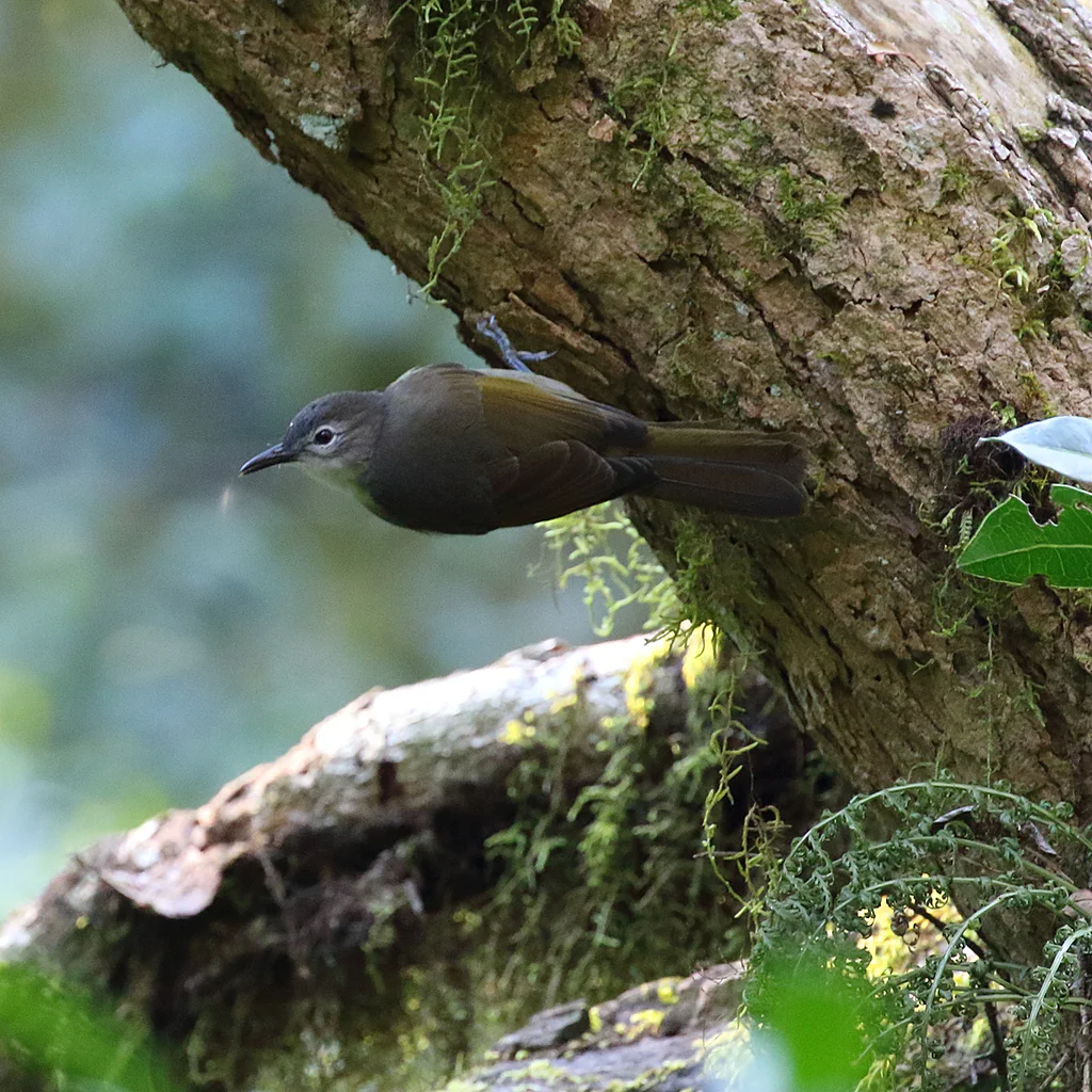 黄纹旋木鹎(Phyllastrephus flavostriatus)