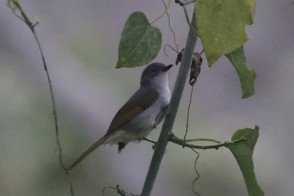 黄纹旋木鹎(Phyllastrephus flavostriatus)