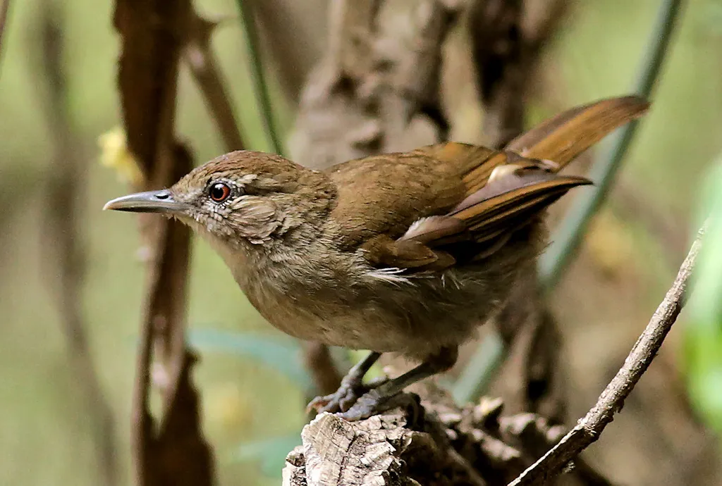 褐旋木鹎(Phyllastrephus terrestris)