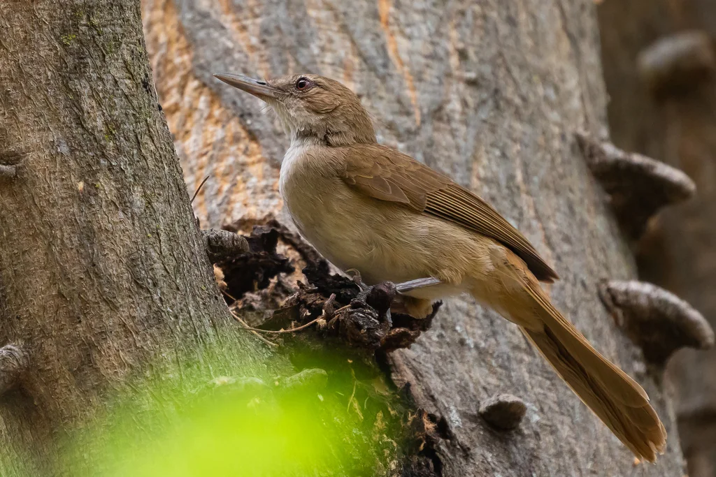 褐旋木鹎(Phyllastrephus terrestris)