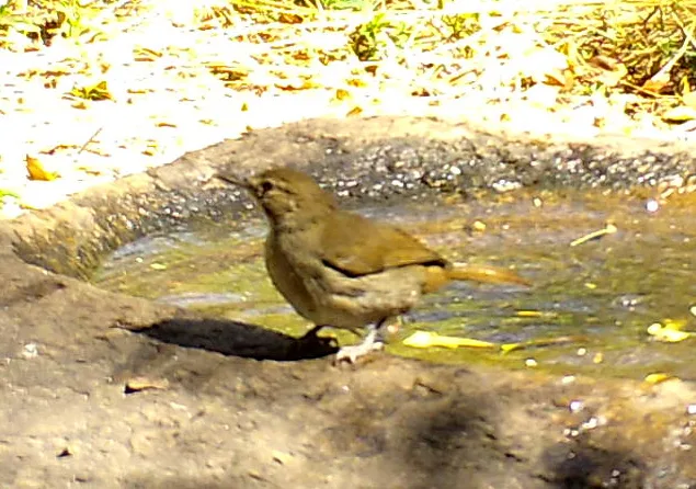 褐旋木鹎(Phyllastrephus terrestris)