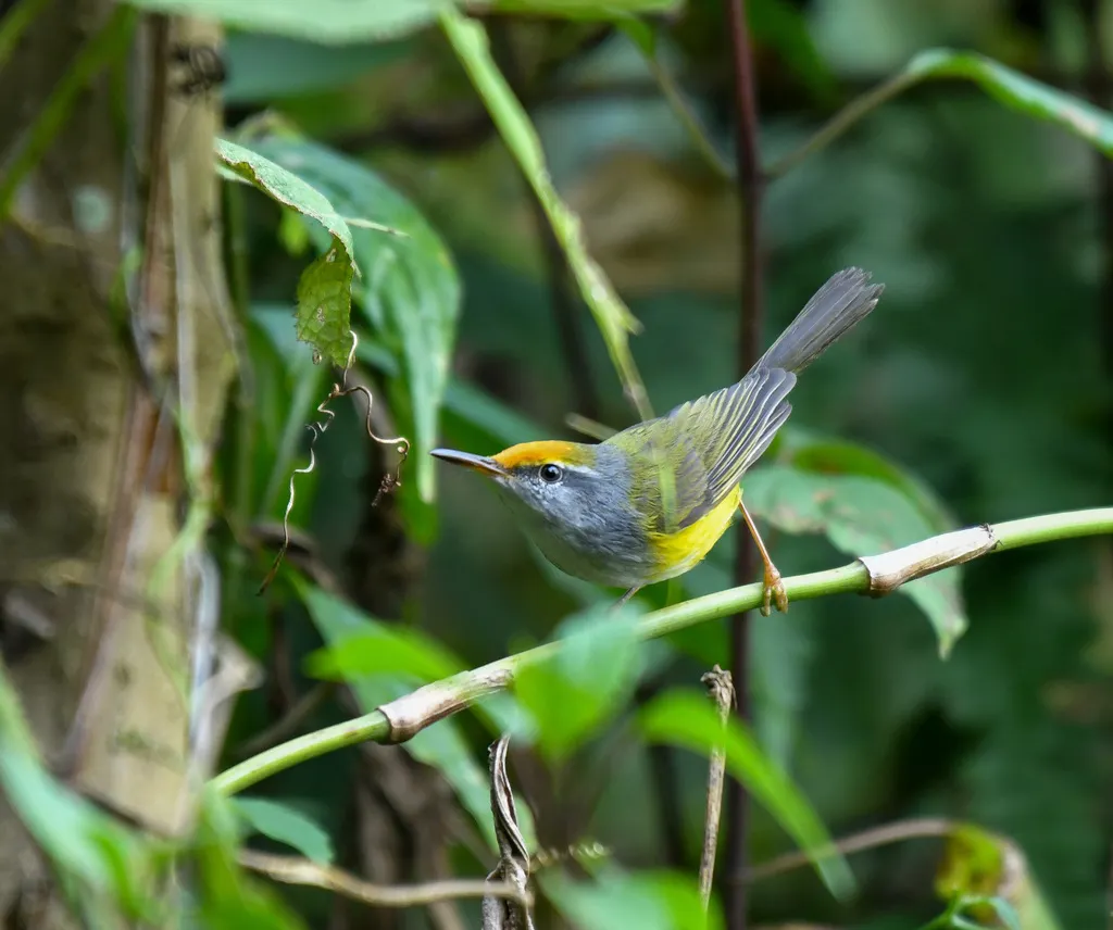 金头拟缝叶莺（Phyllergates cucullatus）