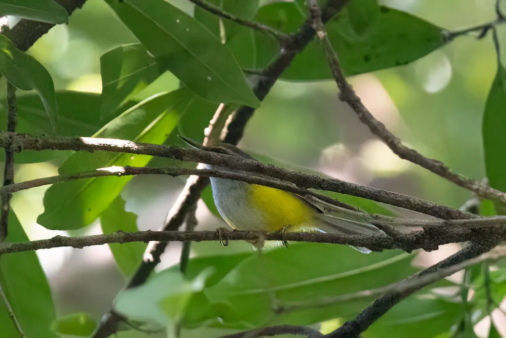 金头拟缝叶莺（Phyllergates cucullatus）