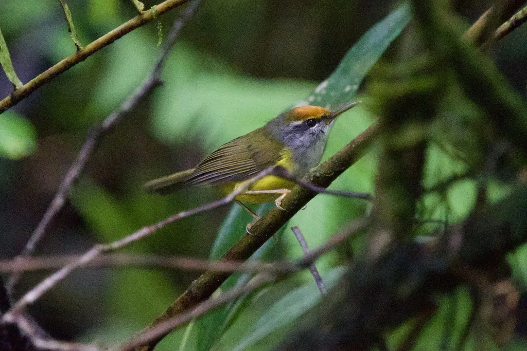 金头拟缝叶莺（Phyllergates cucullatus）