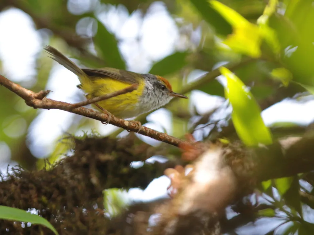 金头拟缝叶莺（Phyllergates cucullatus）
