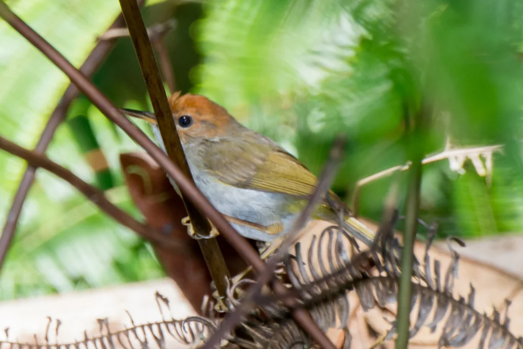 金头拟缝叶莺（Phyllergates cucullatus）