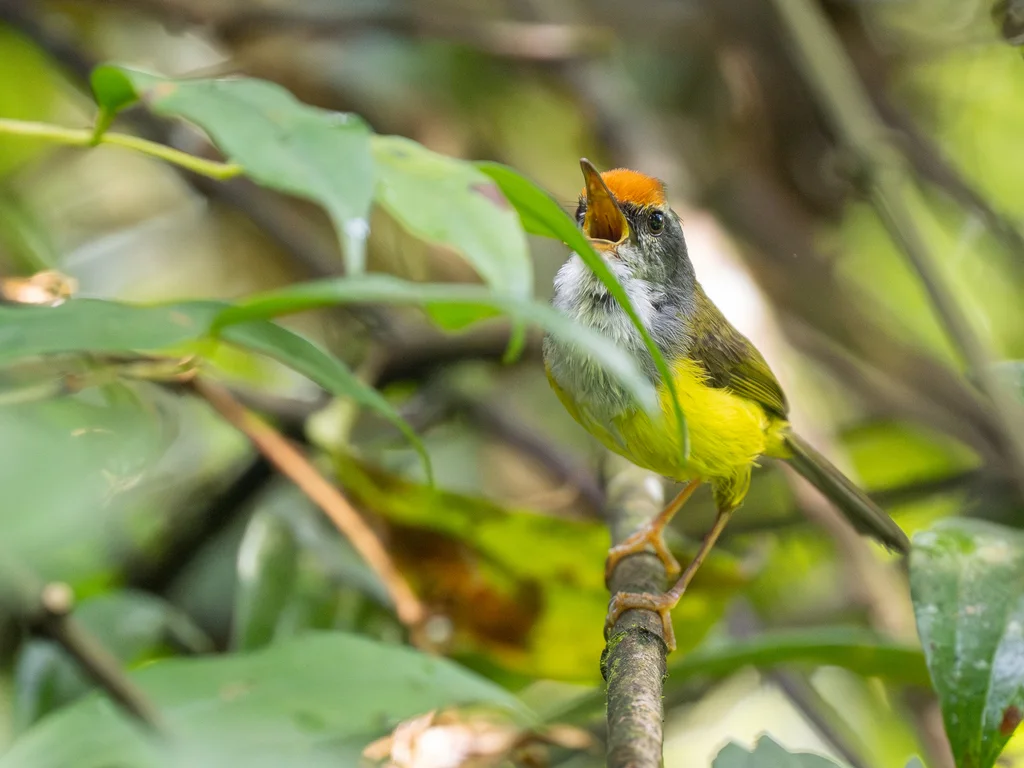 金头拟缝叶莺（Phyllergates cucullatus）
