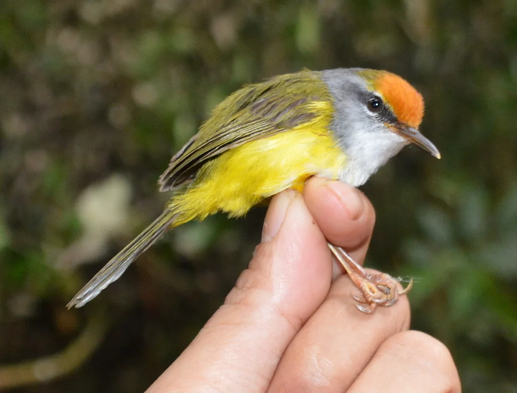 金头拟缝叶莺（Phyllergates cucullatus）