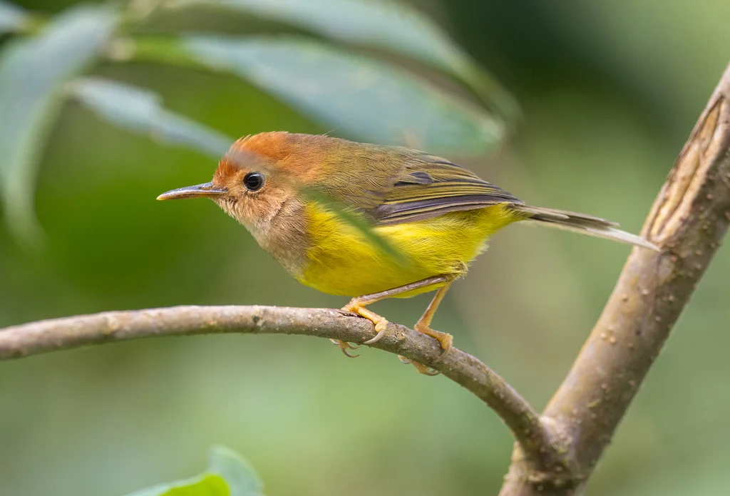 褐头缝叶莺(Phyllergates heterolaemus)