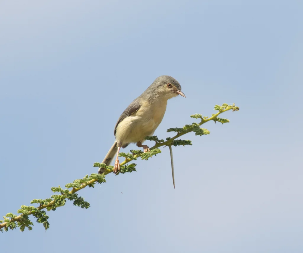黄腹莺(Phyllolais pulchella)