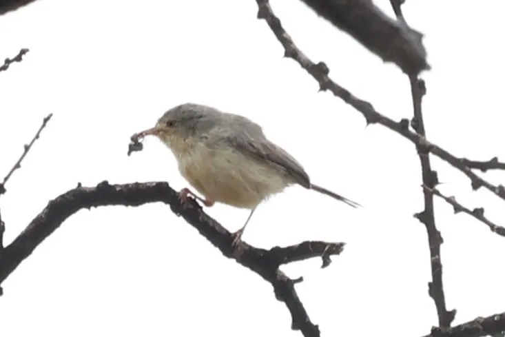 黄腹莺(Phyllolais pulchella)