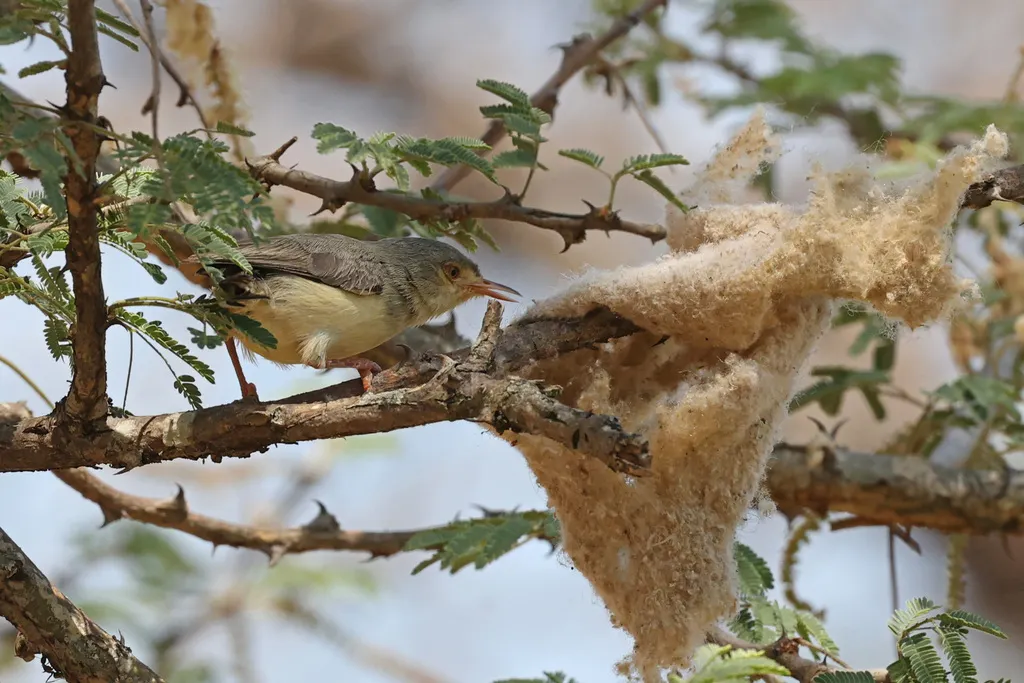 黄腹莺(Phyllolais pulchella)
