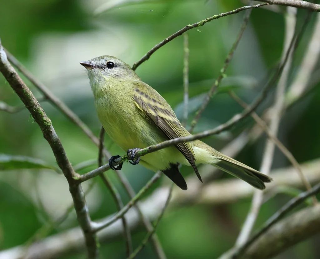 带斑小霸鹟(Phyllomyias fasciatus)