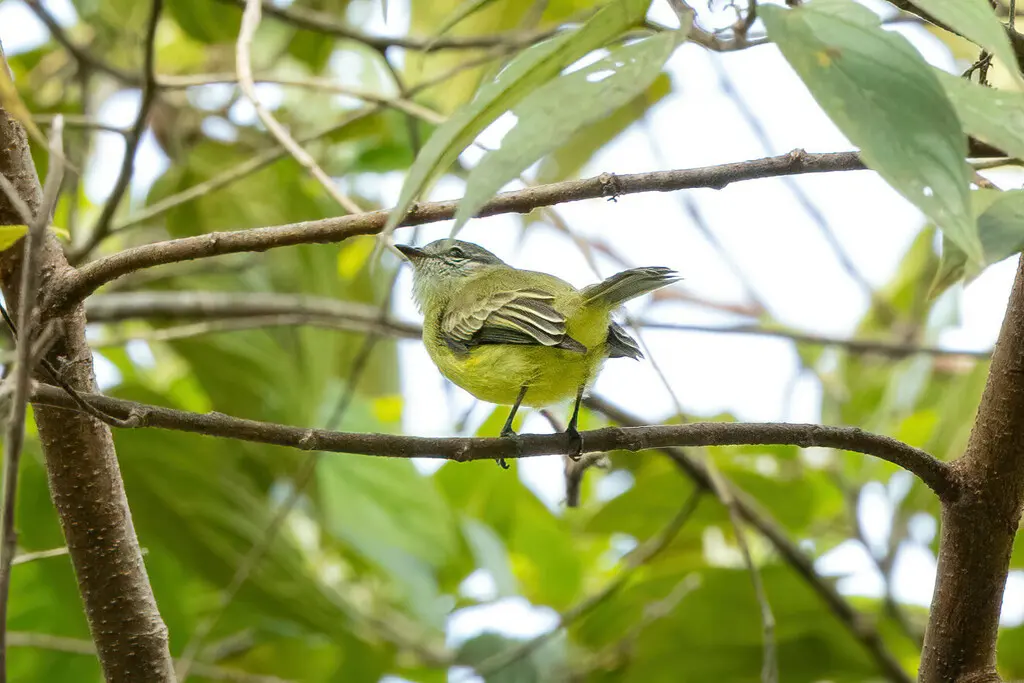 乌头小霸鹟(Phyllomyias griseiceps)