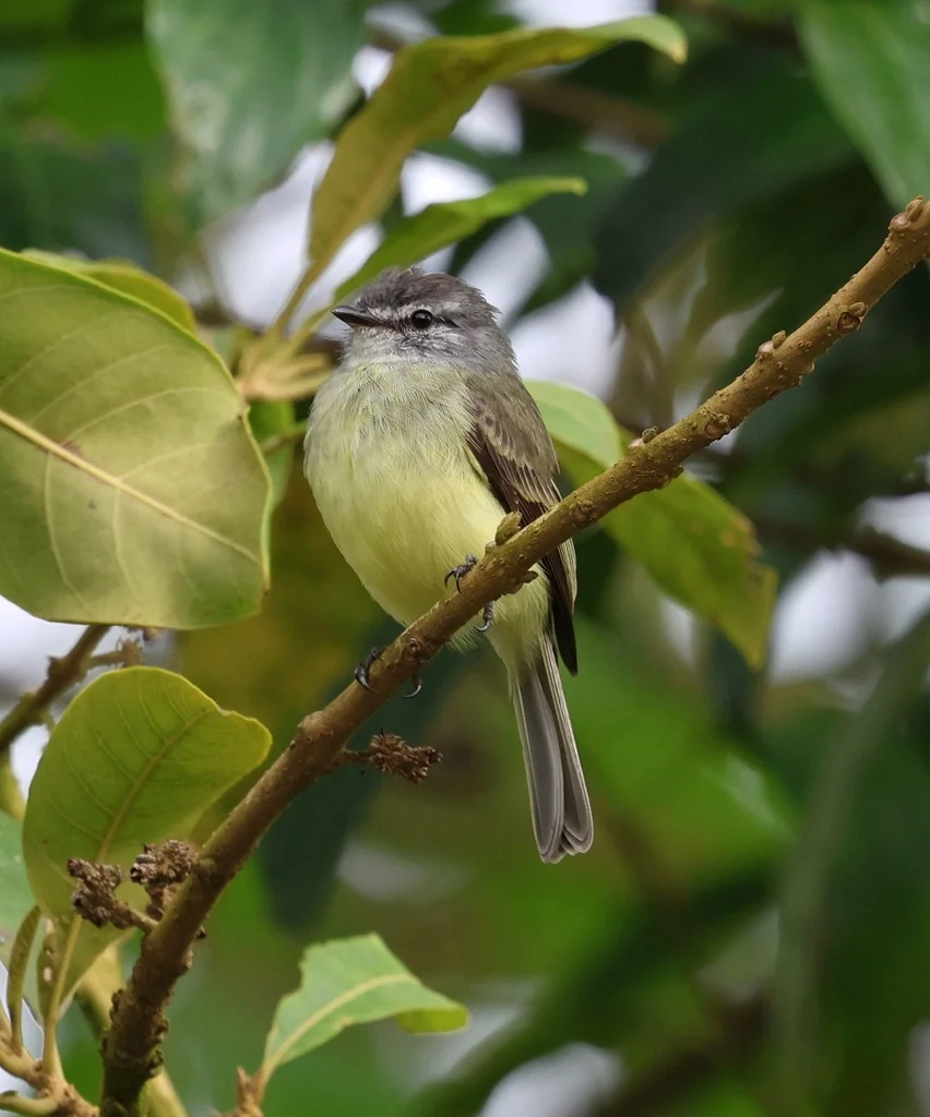 乌头小霸鹟(Phyllomyias griseiceps)