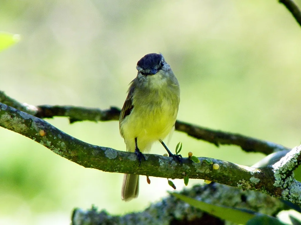 铅色顶小霸鹟(Phyllomyias plumbeiceps)