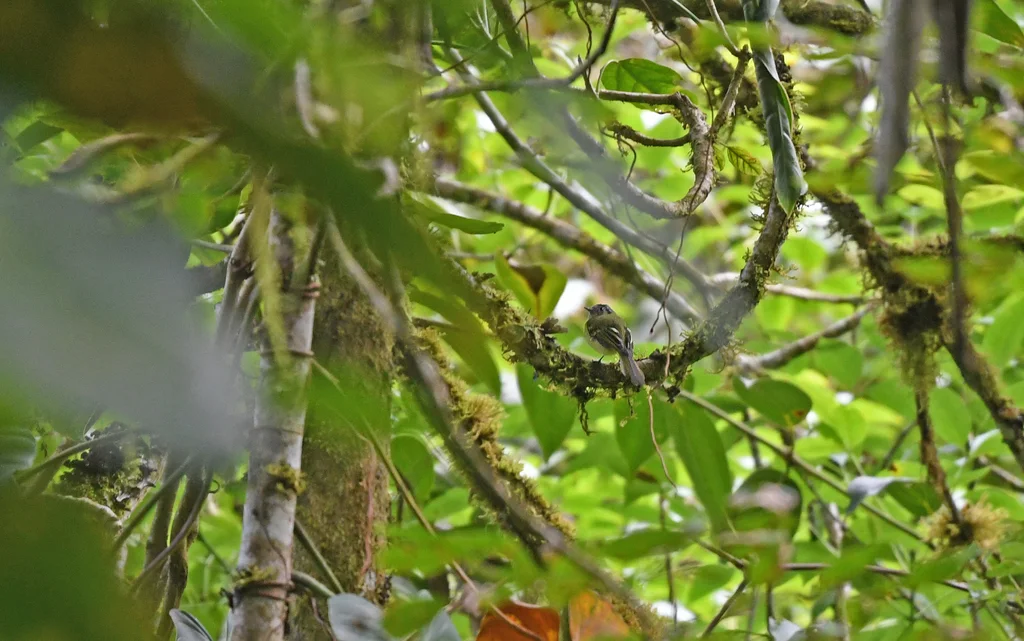 铅色顶小霸鹟(Phyllomyias plumbeiceps)