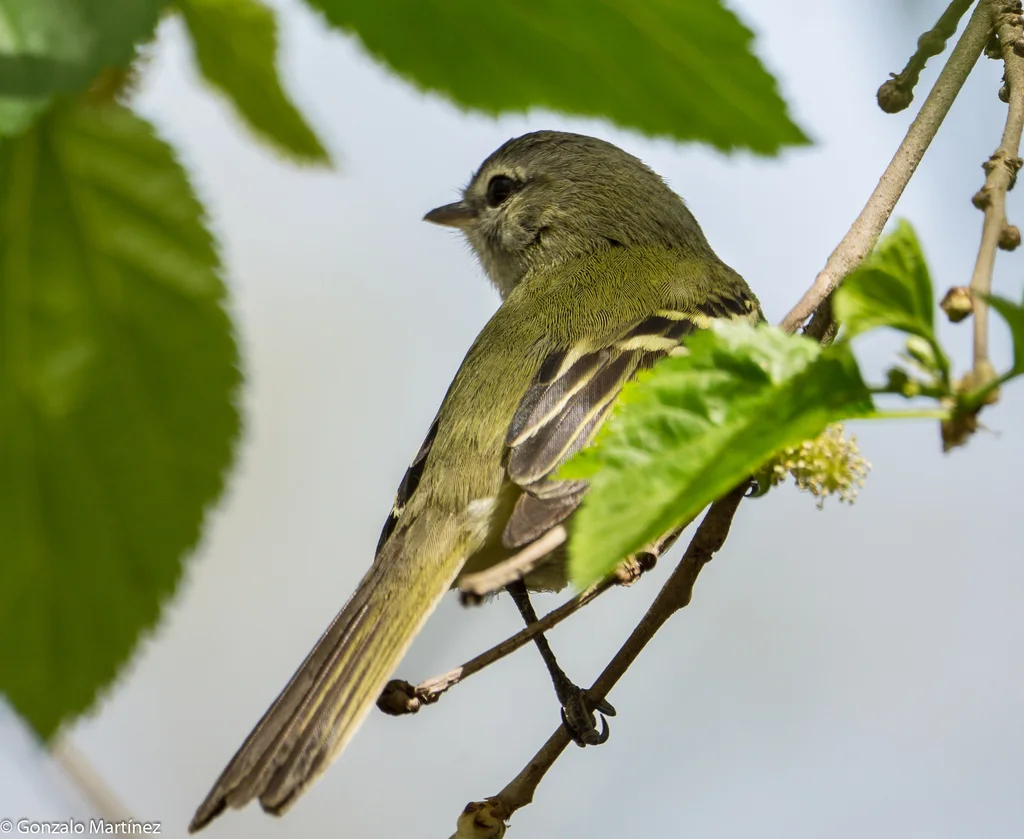 阿根廷小霸鹟(Phyllomyias sclateri)