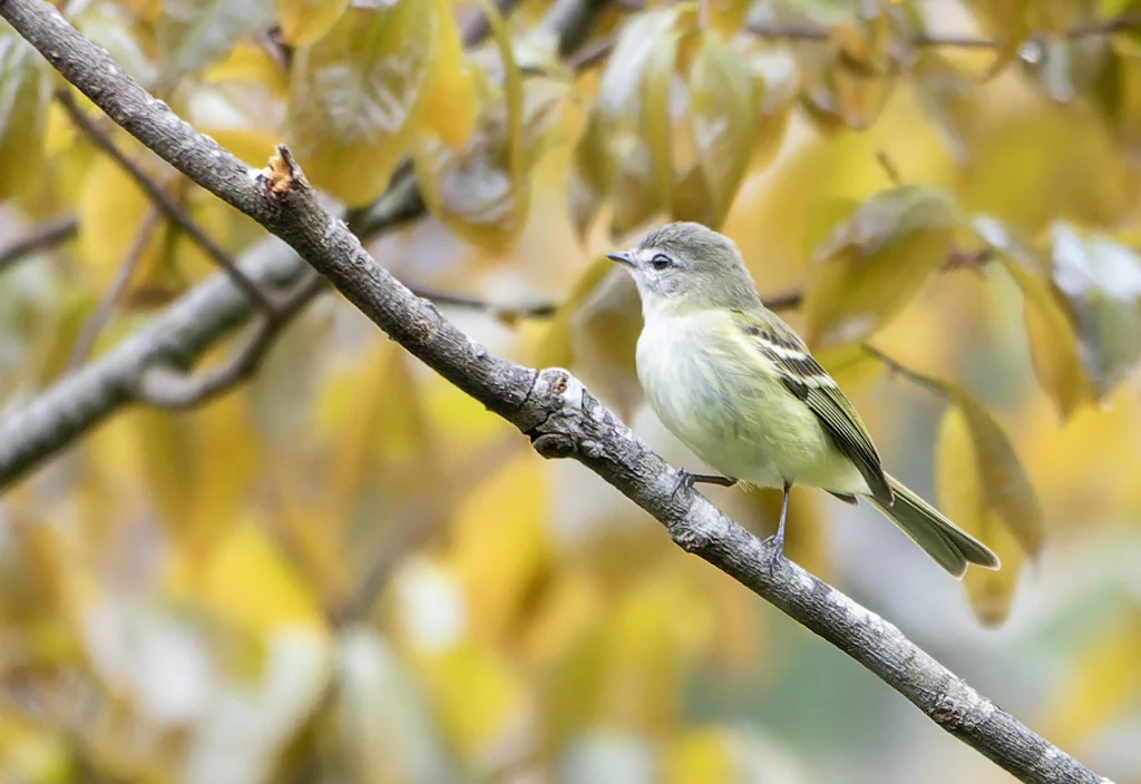 阿根廷小霸鹟(Phyllomyias sclateri)