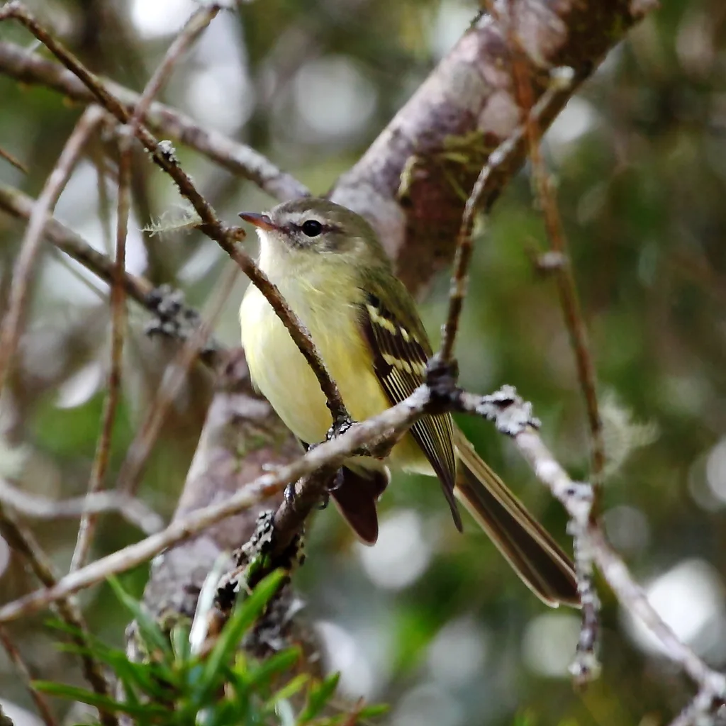 绿色小霸鹟(Phyllomyias virescens)