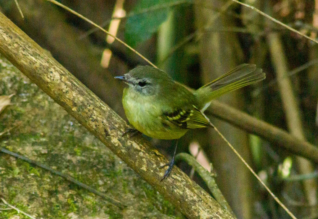 绿色小霸鹟(Phyllomyias virescens)