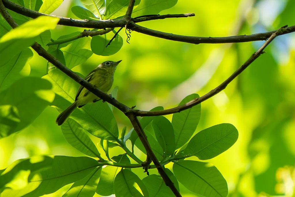 黄绿姬霸鹟(Phylloscartes flavovirens)