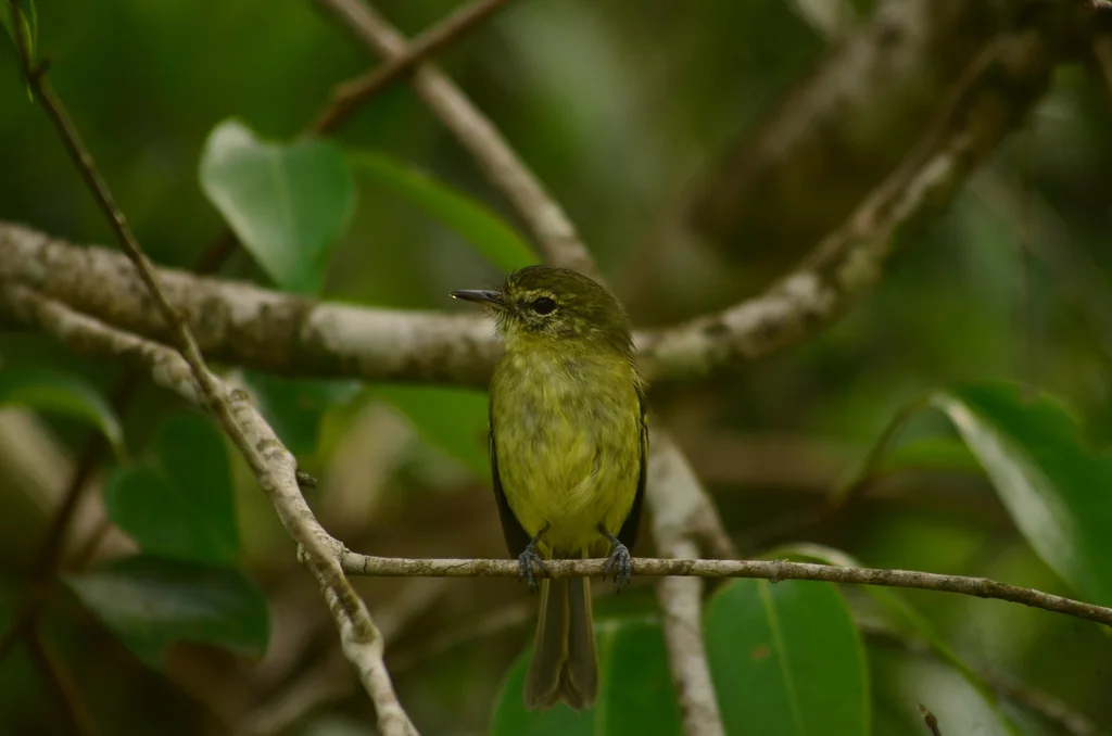 雷斯姬霸鹟(Phylloscartes kronei)