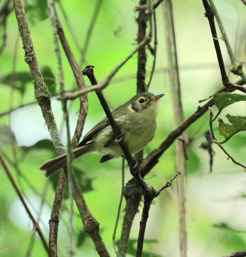 欧氏姬霸鹟（Phylloscartes oustaleti）