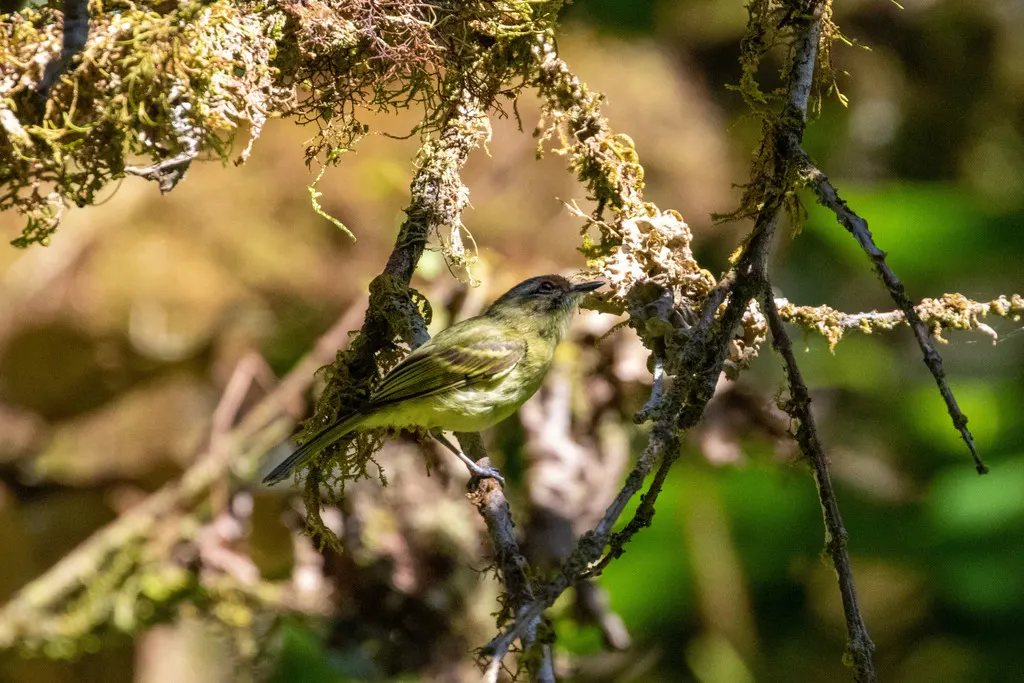 棕脸姬霸鹟(Phylloscartes parkeri)