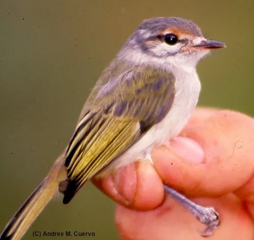 棕额姬霸鹟(Phylloscartes superciliaris)