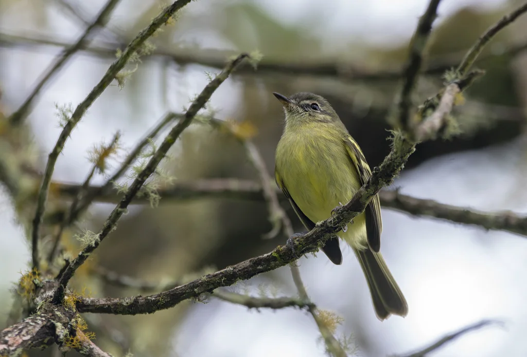 点颊姬霸鹟(Phylloscartes ventralis)