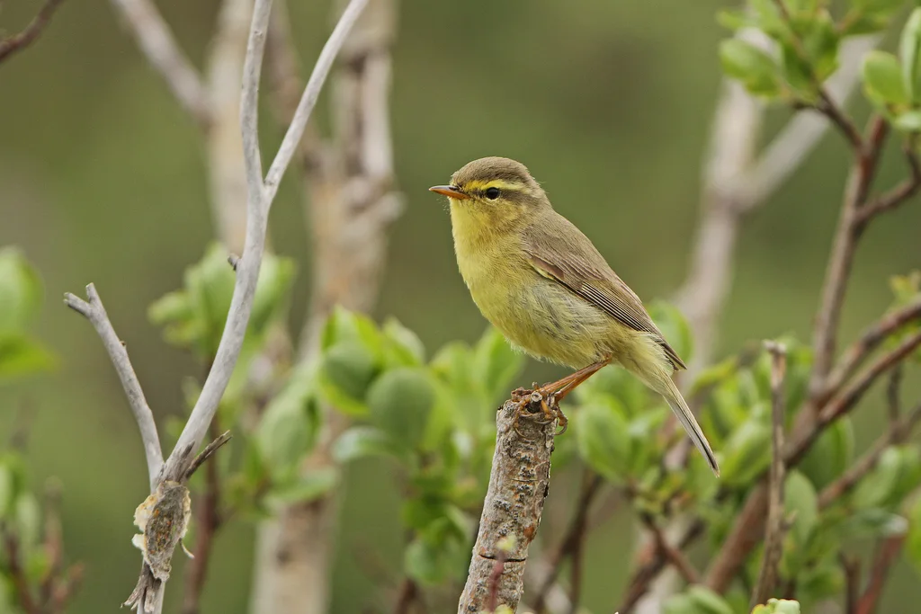 黄腹柳莺(Phylloscopus affinis)